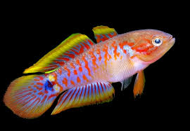 Peacock Gudgeon (Taterurndina ocellicauda)