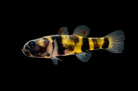 Freshwater Bumblebee Goby