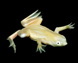 Gold African Dwarf Frog