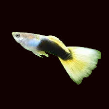 Guppy bleu de Moscou (mâles)