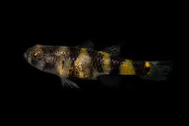 Freshwater Bumblebee Goby