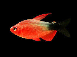 Peppermill Tetra