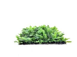 Fissidens nobilis on Metal Mesh