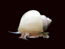 Assortiment d'escargots mystères