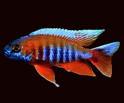 Cichlidé paon fraise