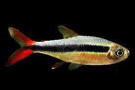 Red Tail Penguin tetra