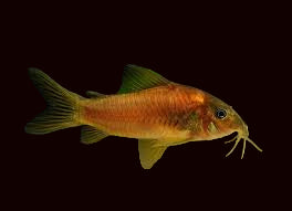 CW14 Red Laser Cory