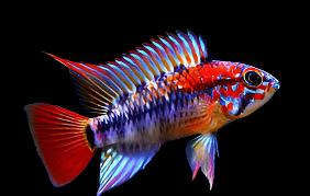 Apistogramma macmasteri 'Super Red'