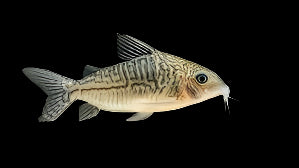 False Network Cory (Brochis sodalis)