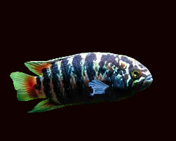 Zebra Acara (Rare!) Males Only