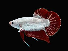 Plakat Betta en marbre