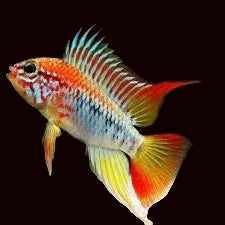 Apistogramma sp. 'Viejita '