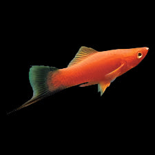 Red Wag Swordtails (Males only)