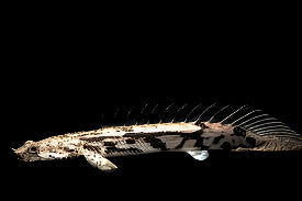 Polypterus endlicheri (Large) (NO LIVE ARRIVAL GUARANTEE)