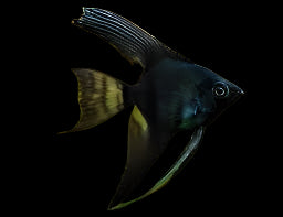 Black Veiltail Angelfish