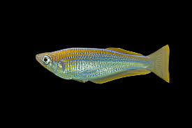 Tanganyika killifish
