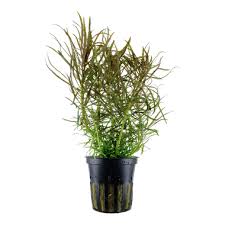 Pogostemon stellatus 'Eustralis'
