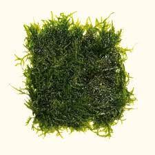Java Moss MAT