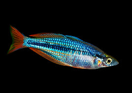 Highlands Rainbowfish (Chilatherina campsi)