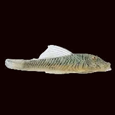 Pléco à lèvres en caoutchouc tachetées