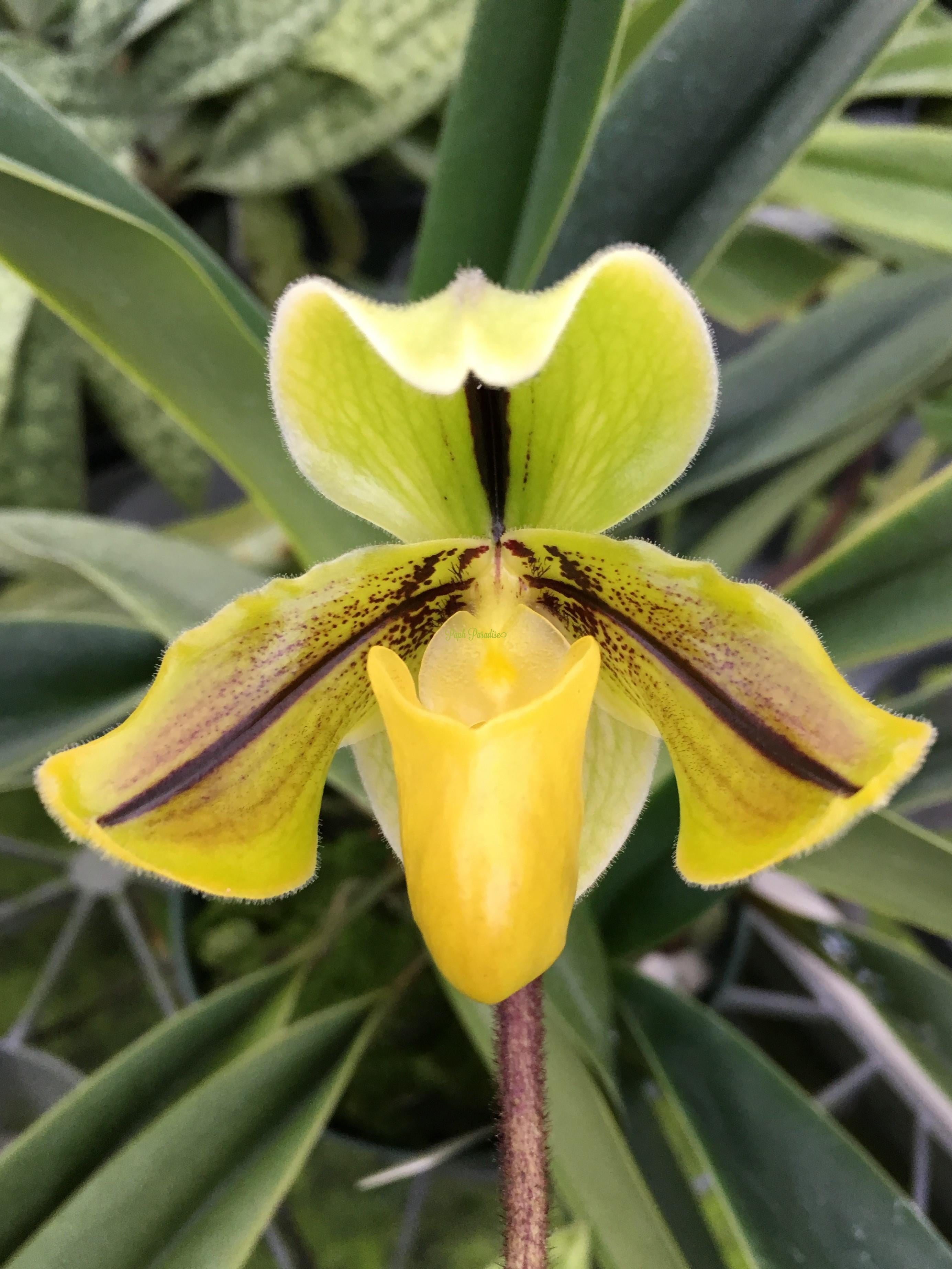 Paphiopedilum druryi