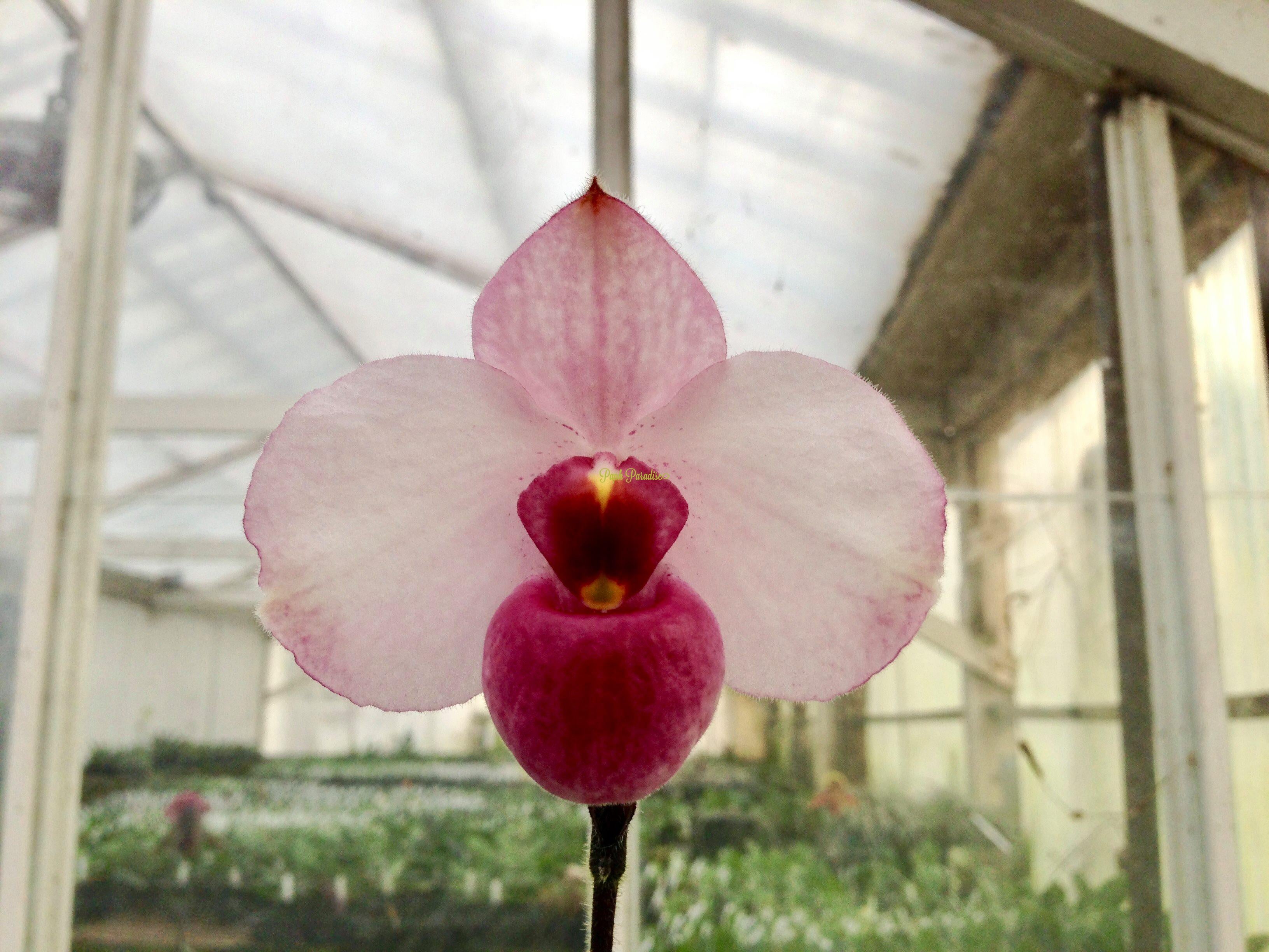 Paphiopedilum delanatii Dunkel