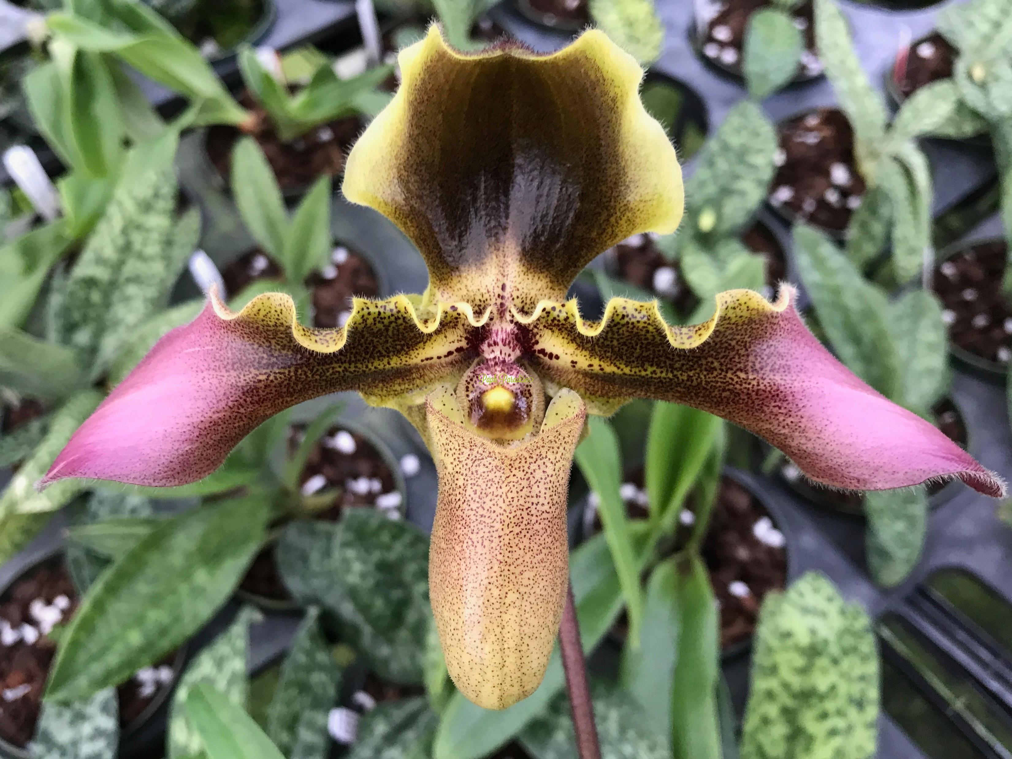 Paphiopedilum esquirolei