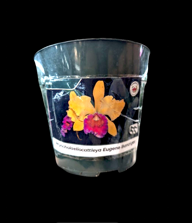 Rhyncholaeliocattleya Eugene Banziger