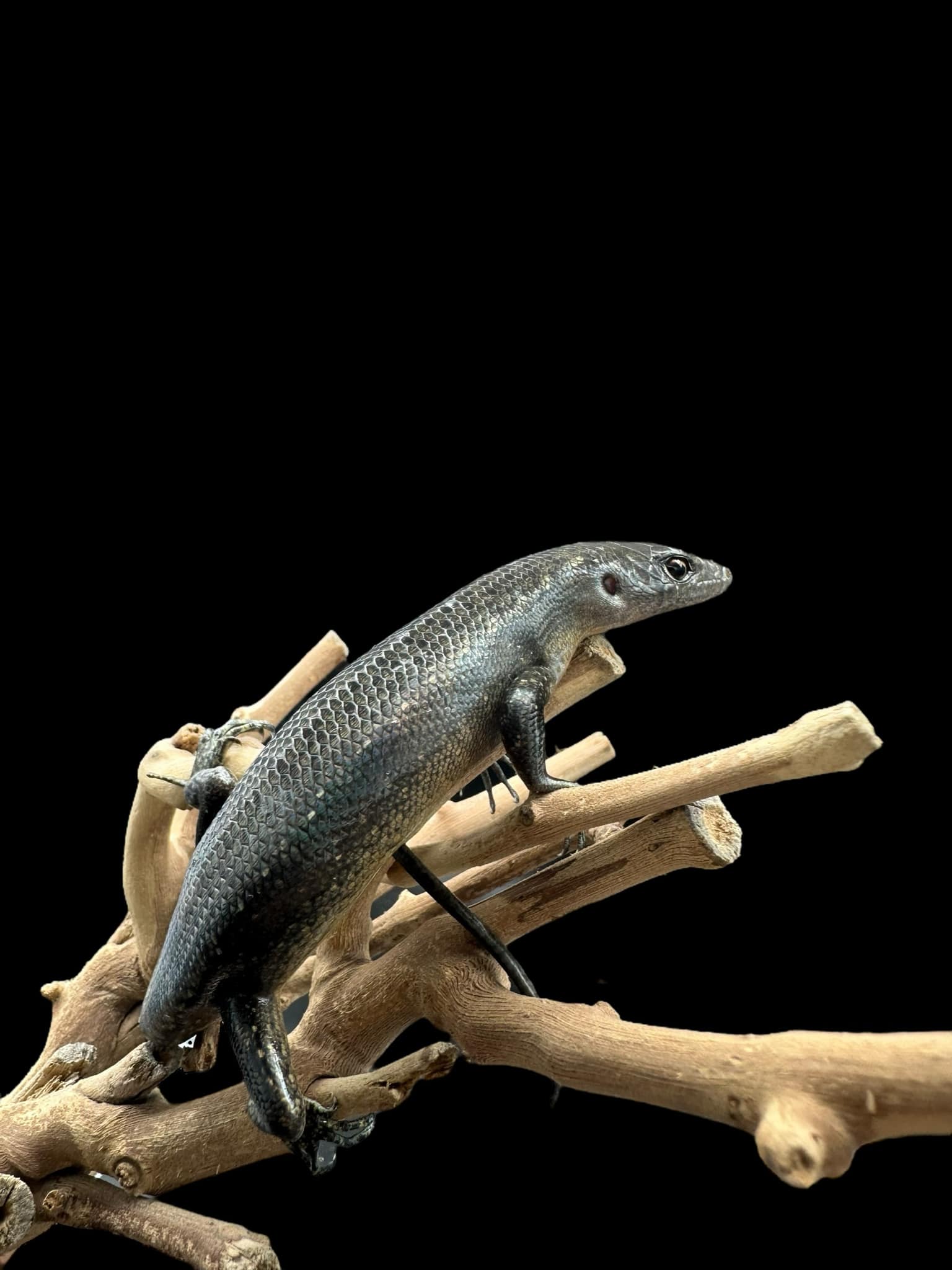 Black Tree Skink