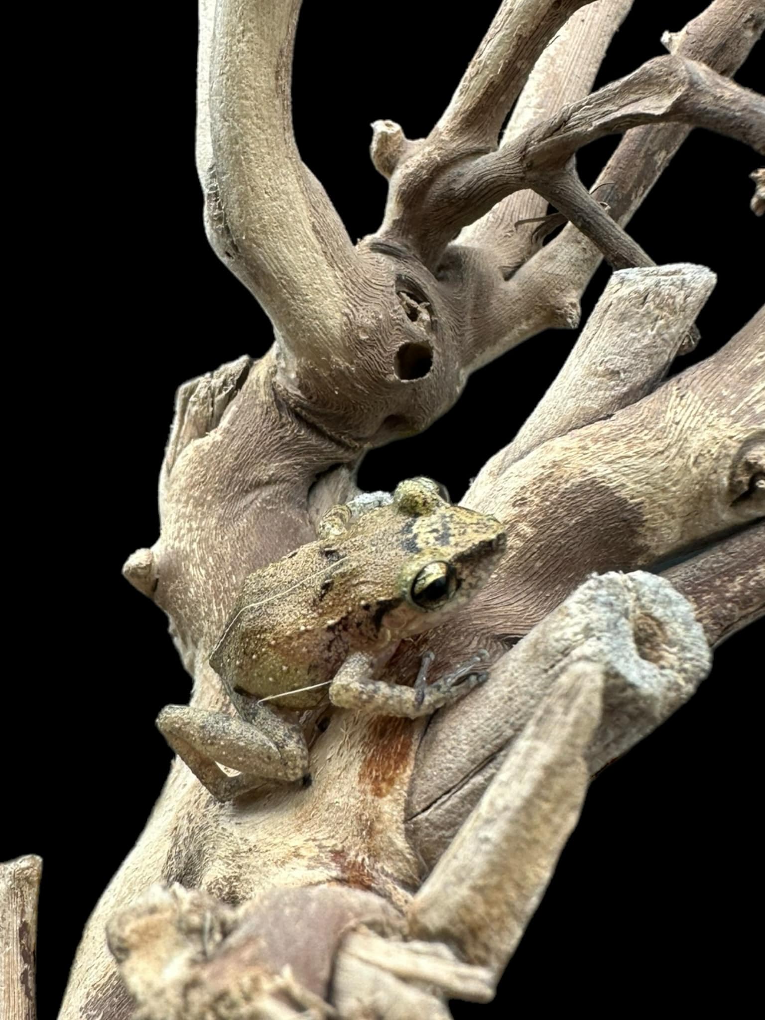 Lesser Antillean Whistling frog