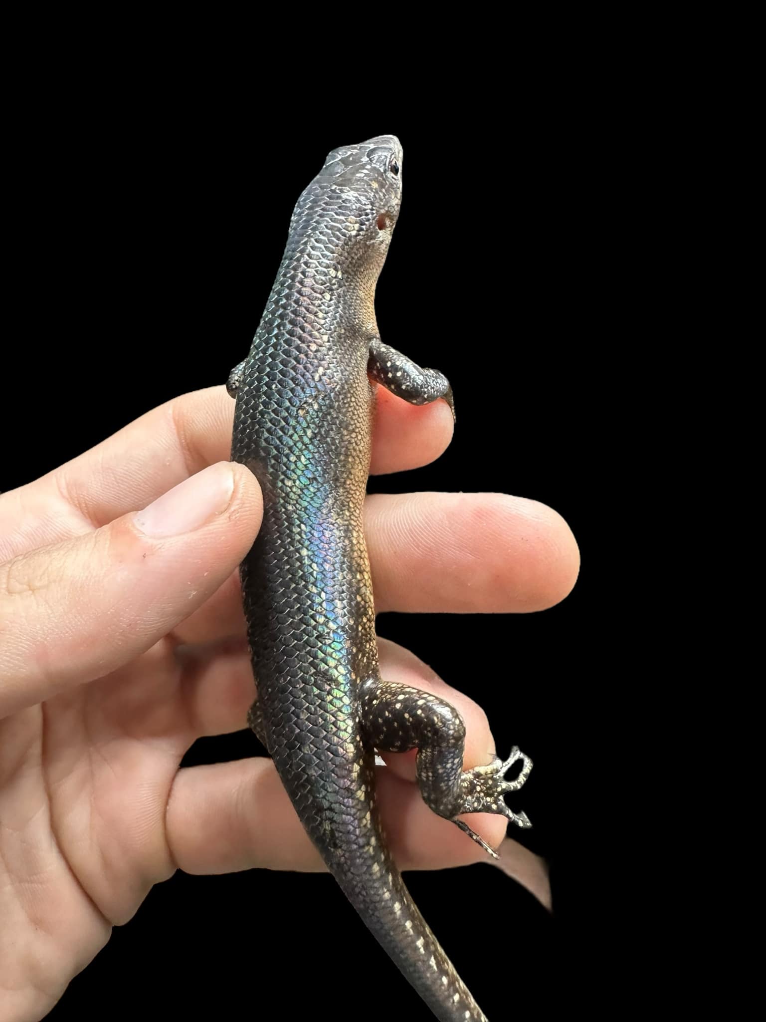 Black Tree Skink