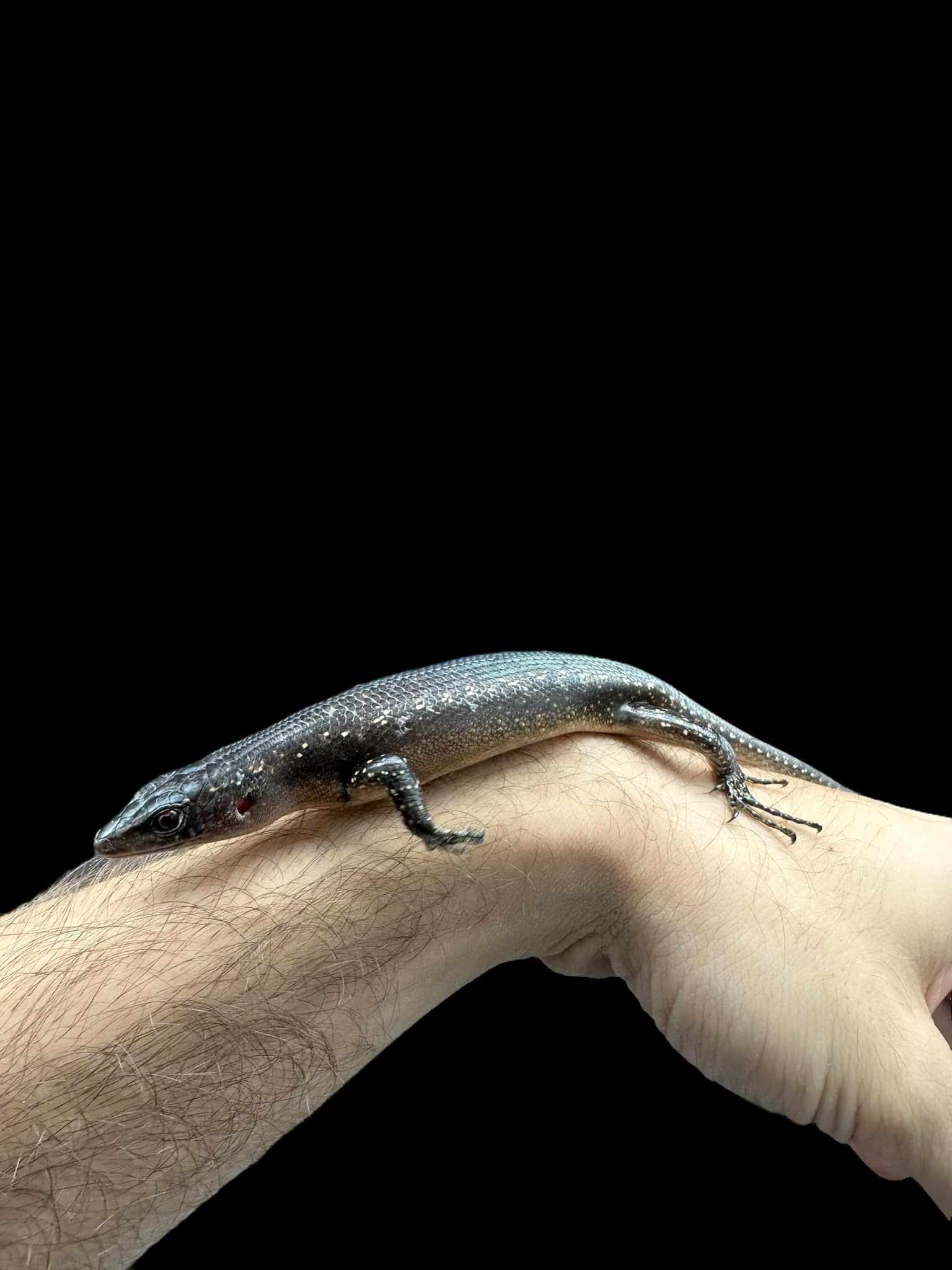 Black Tree Skink