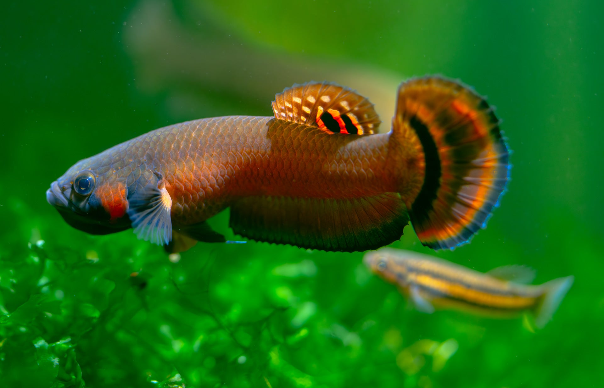 Betta macrostoma (PAIRE SEULEMENT)