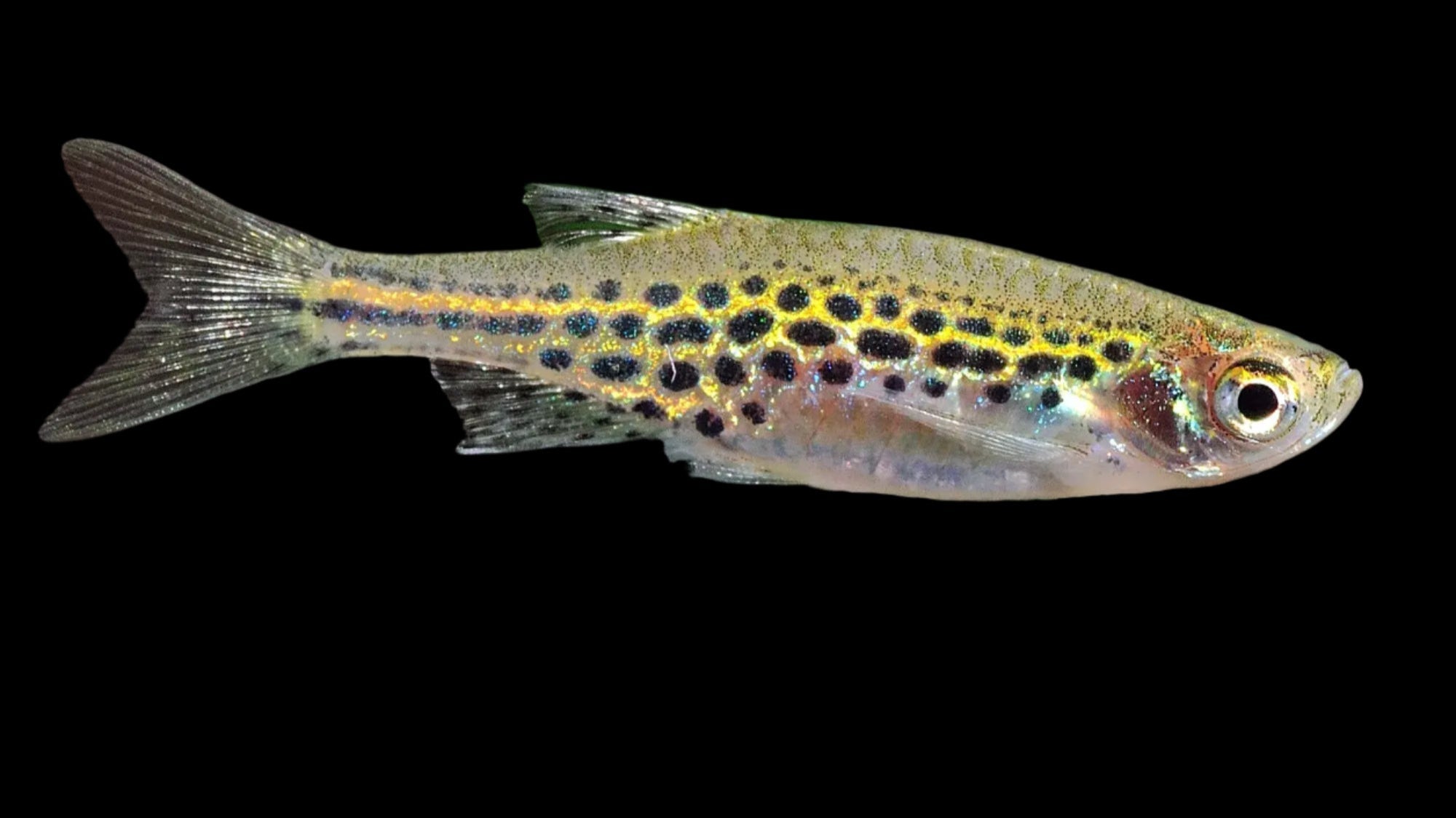 Gold Ring Danio (Danio tinwini)