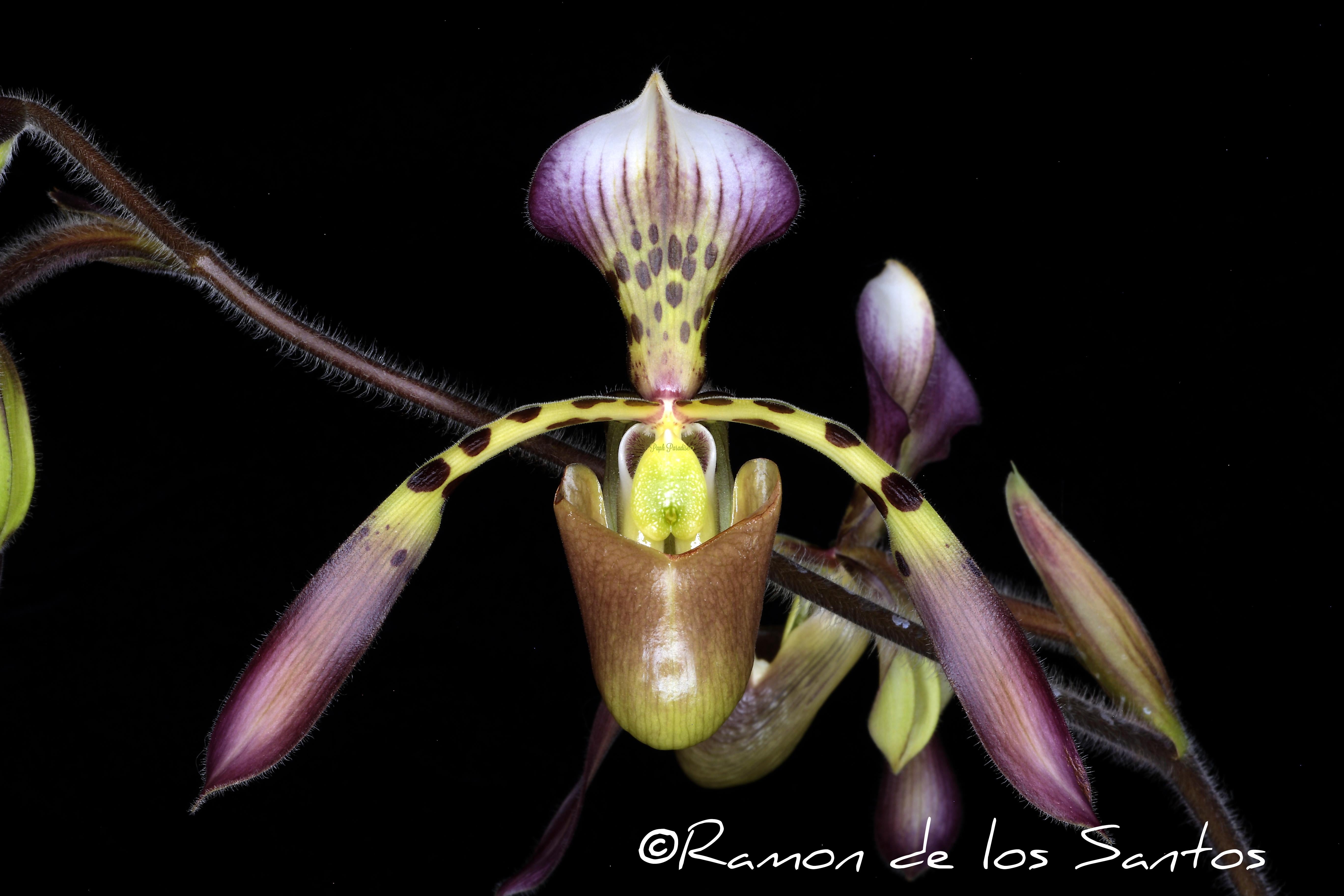 Paphiopedilum haynaldianum