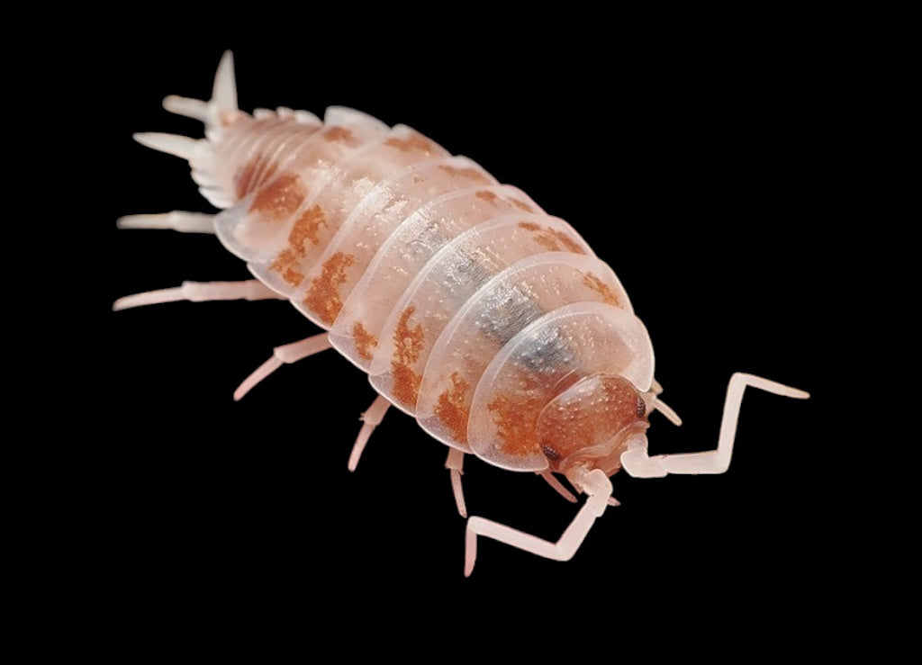 Porcellioinoides pruinosus (Orange Creamsicle Isopod)