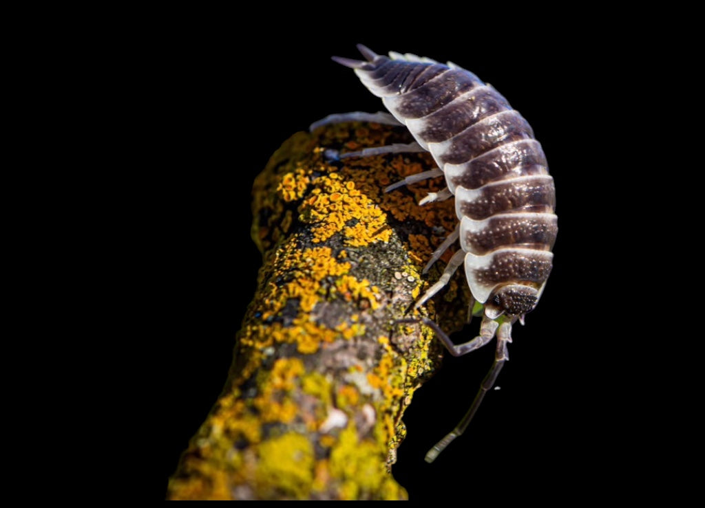 Porcellio hoffmannseggi (Titan Isopod)