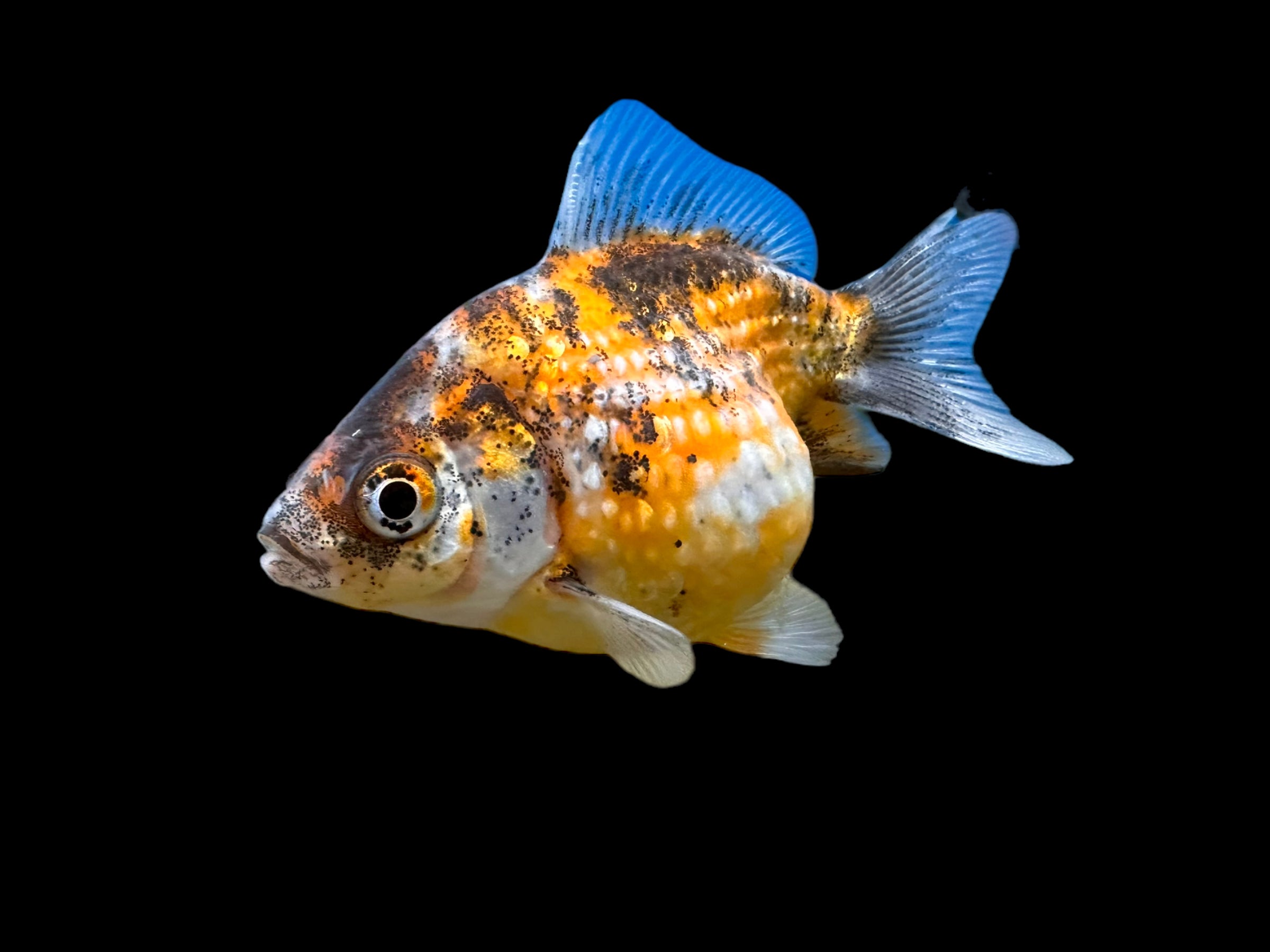 Calico Pearlscale Oranda Goldfish