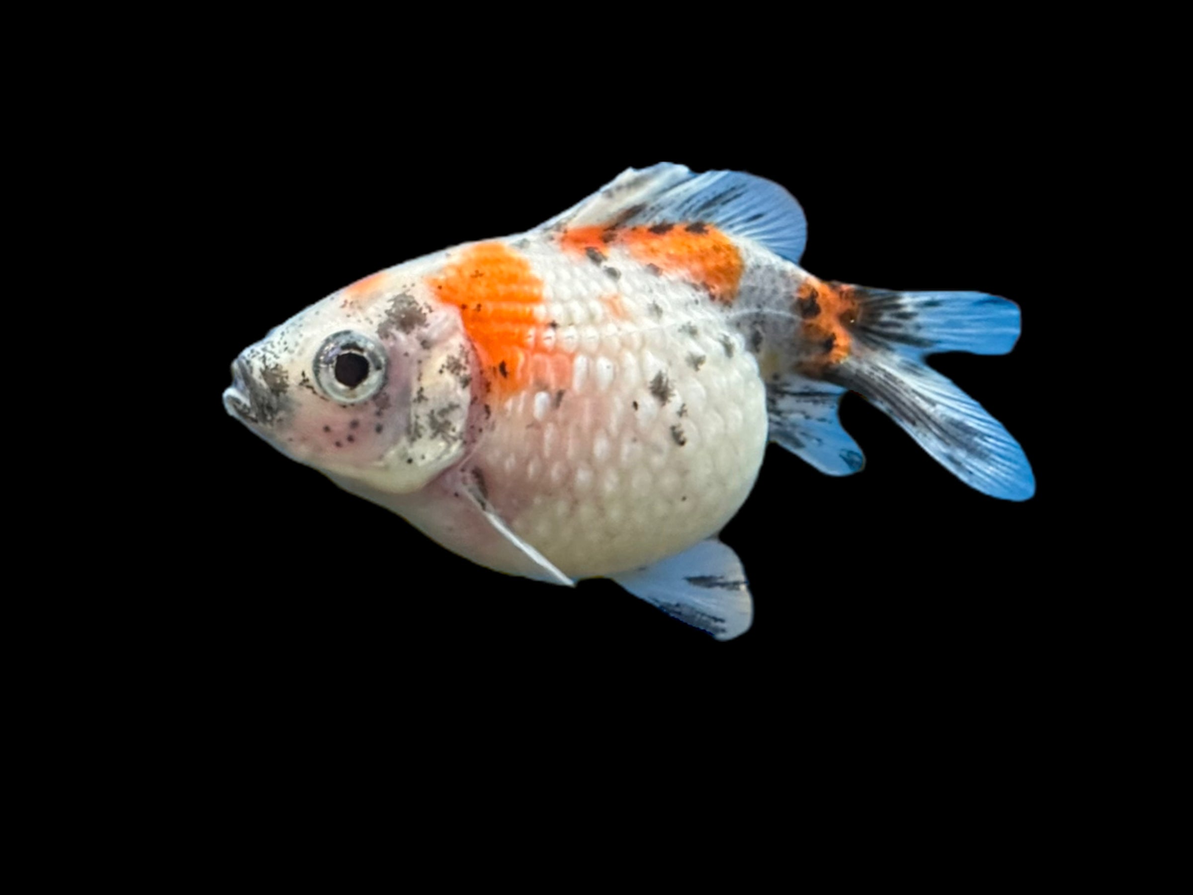 Calico Pearlscale Oranda Goldfish