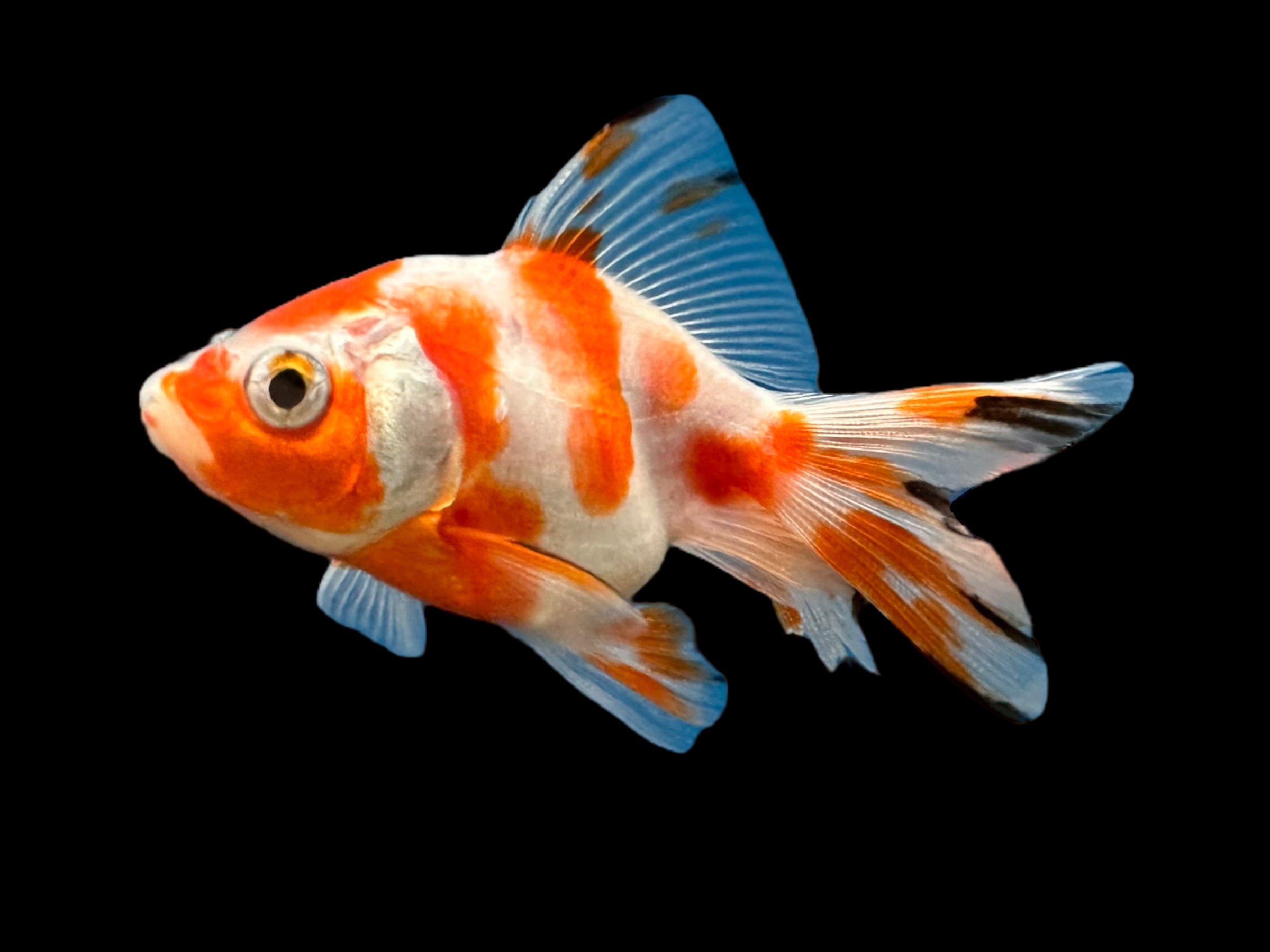 Red & White Ryukin Goldfish