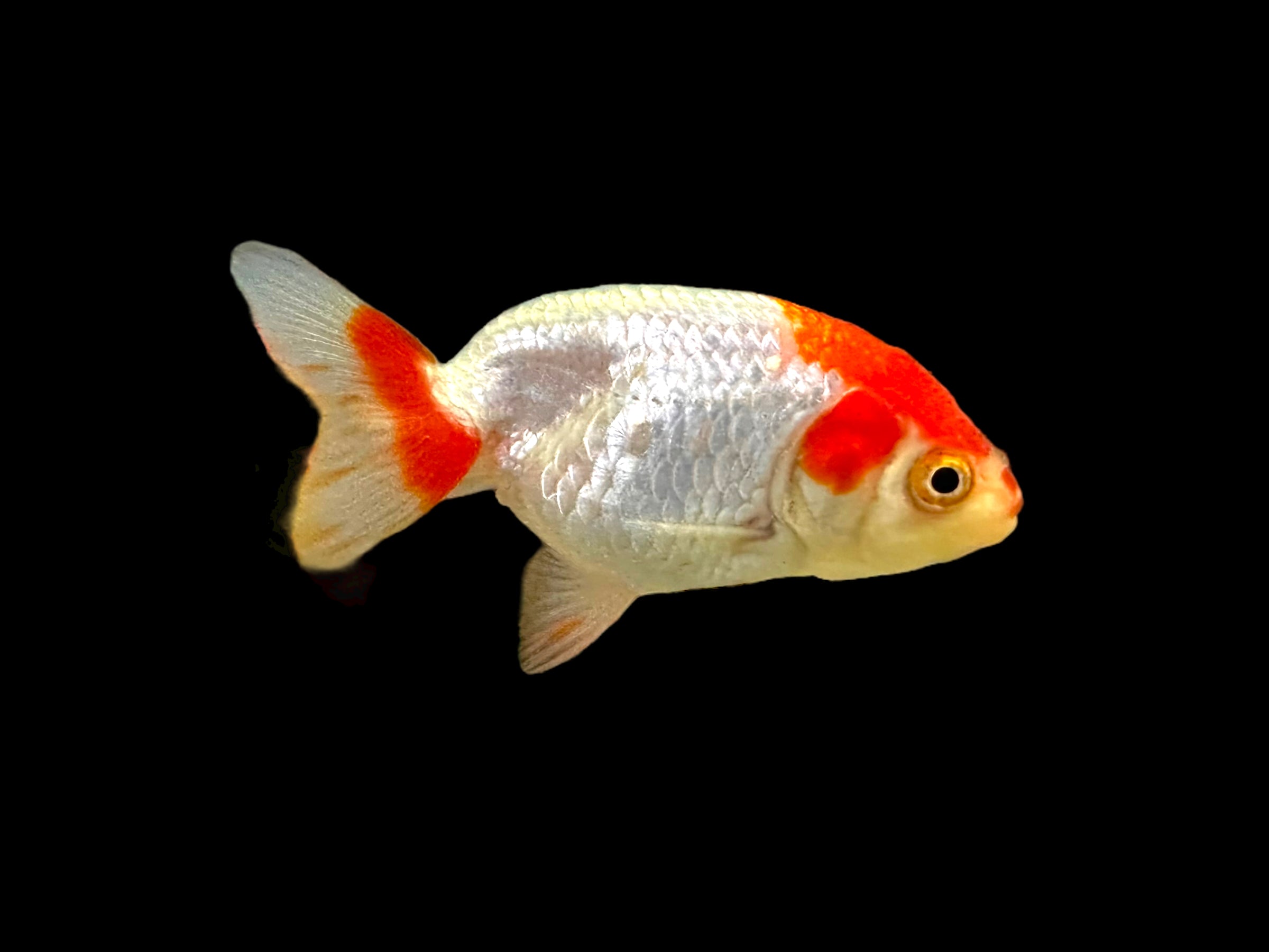 Red & White Ranchu Goldfish