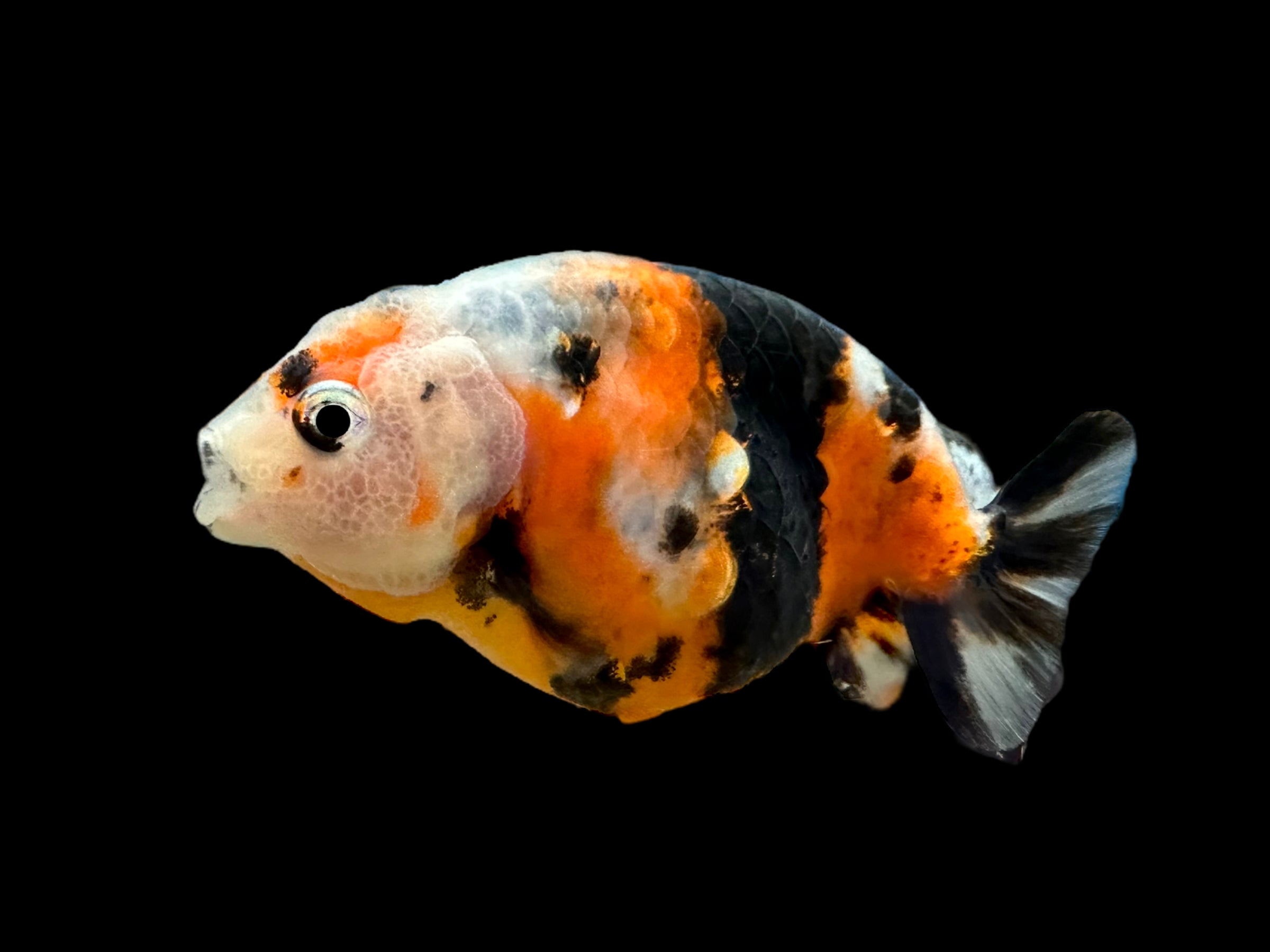 Calico Ranchu Goldfish