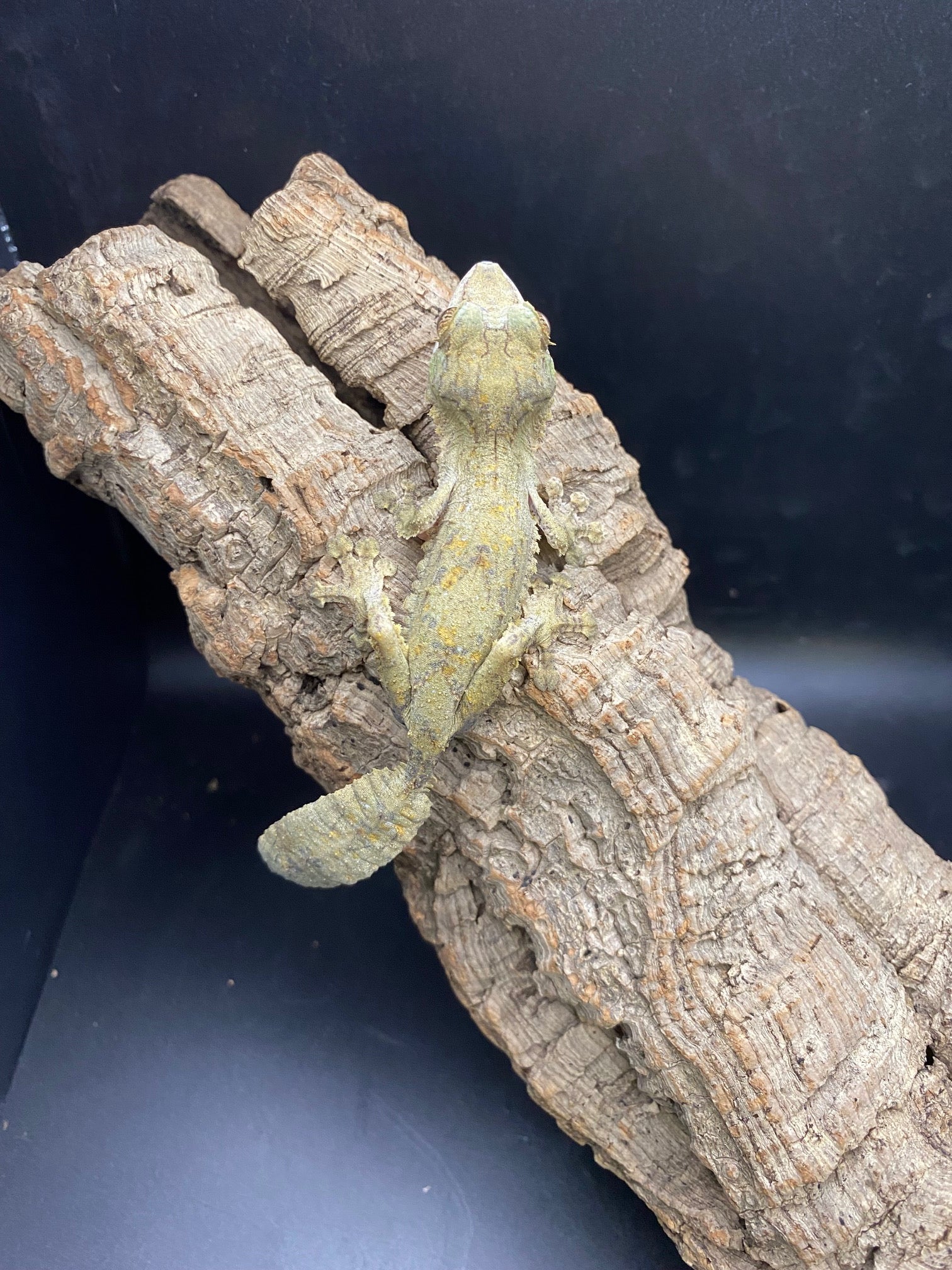 Common Leaf-Tailed Gecko (Uroplatus fimbriatus)