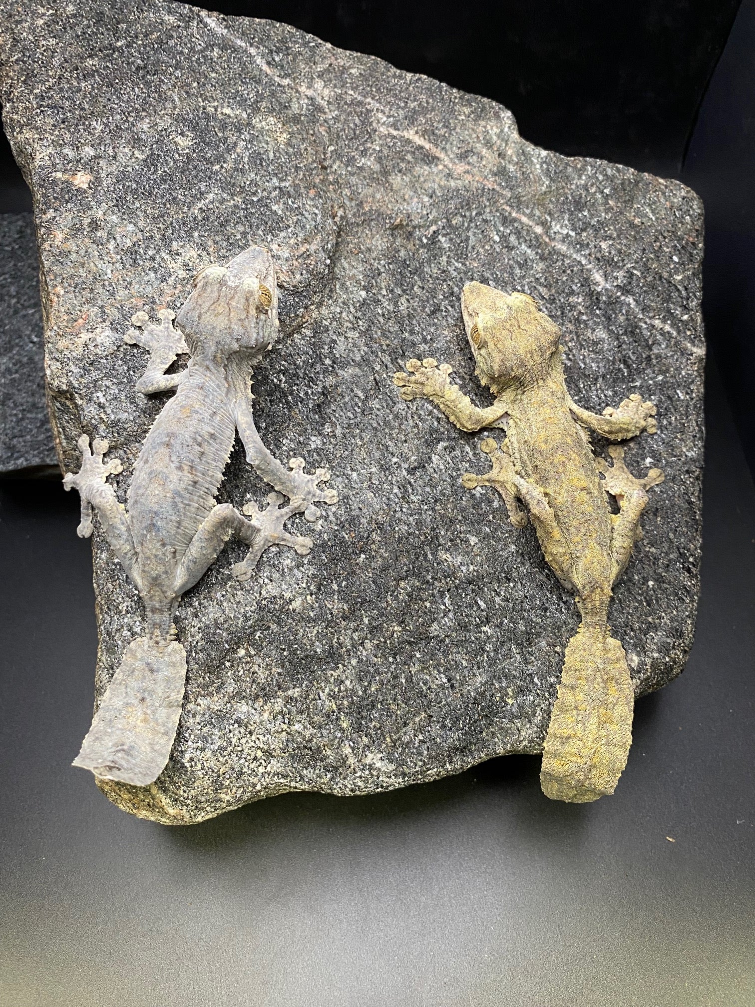 Common Leaf-Tailed Gecko (Uroplatus fimbriatus)