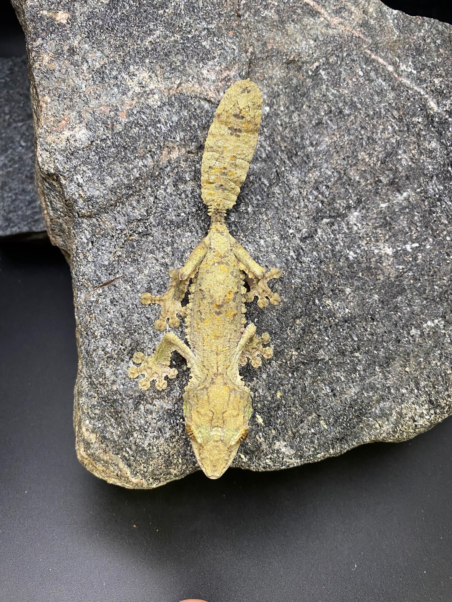 Common Leaf-Tailed Gecko (Uroplatus fimbriatus)