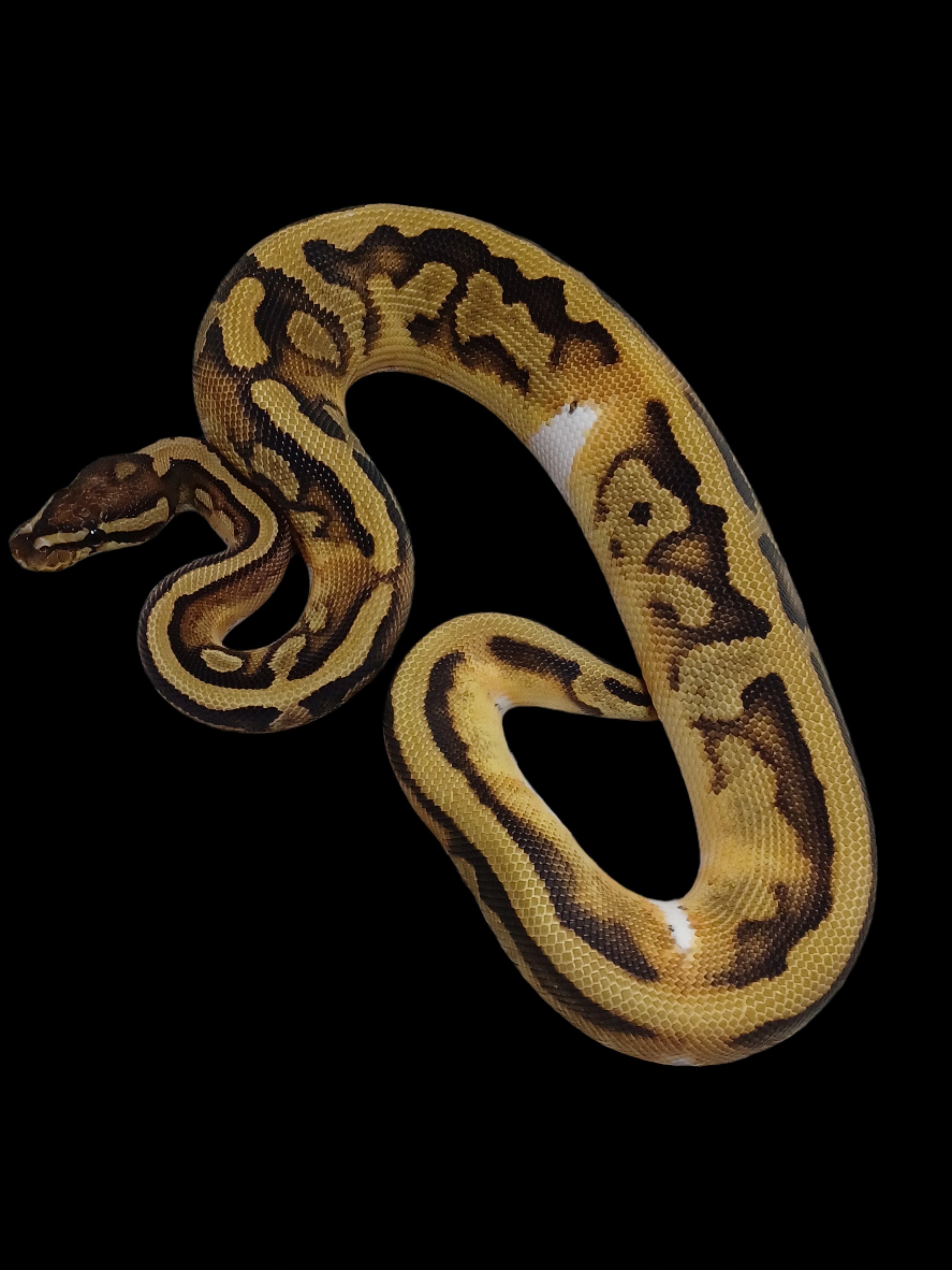 Ball Python (Pied Het Hypo Ultramel)