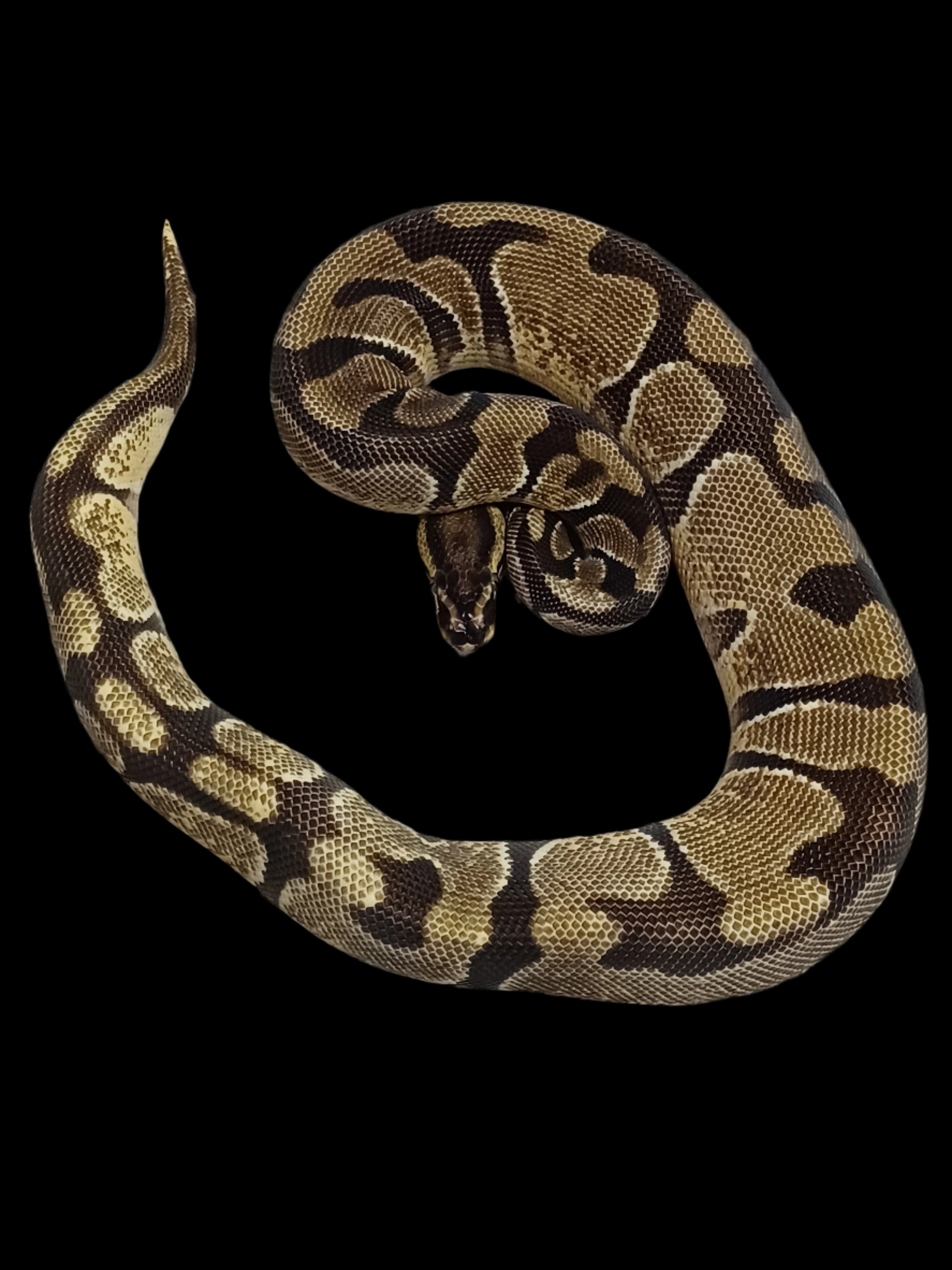 Ball Python (OD Enchi)