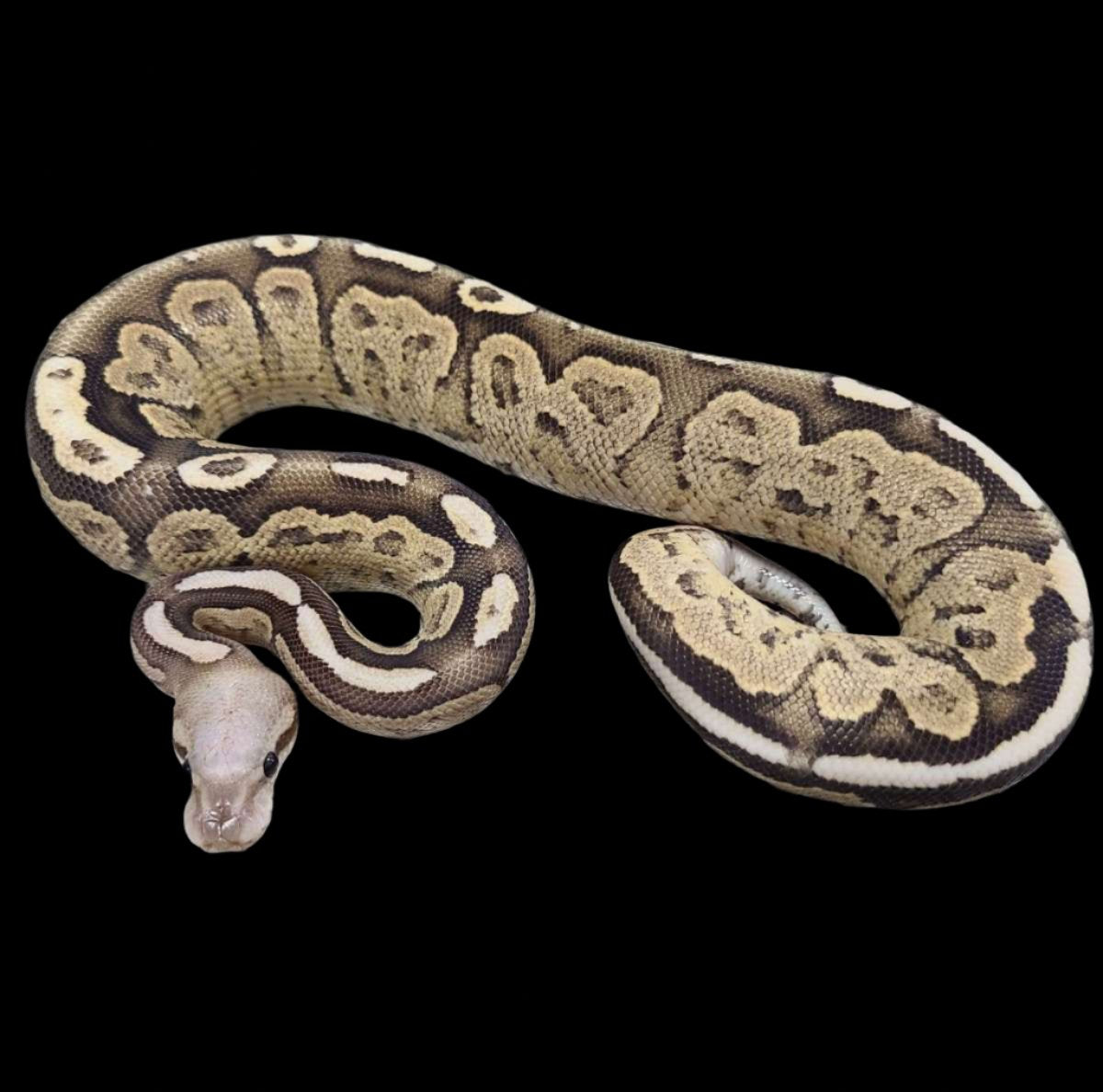 Ball Python (Cinnamon Super Vanilla 50% Het Hypo)