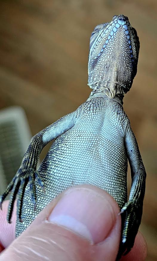 Philippine Blue Sailfin Dragon - Canadian Bred Babies - Extremely Rare