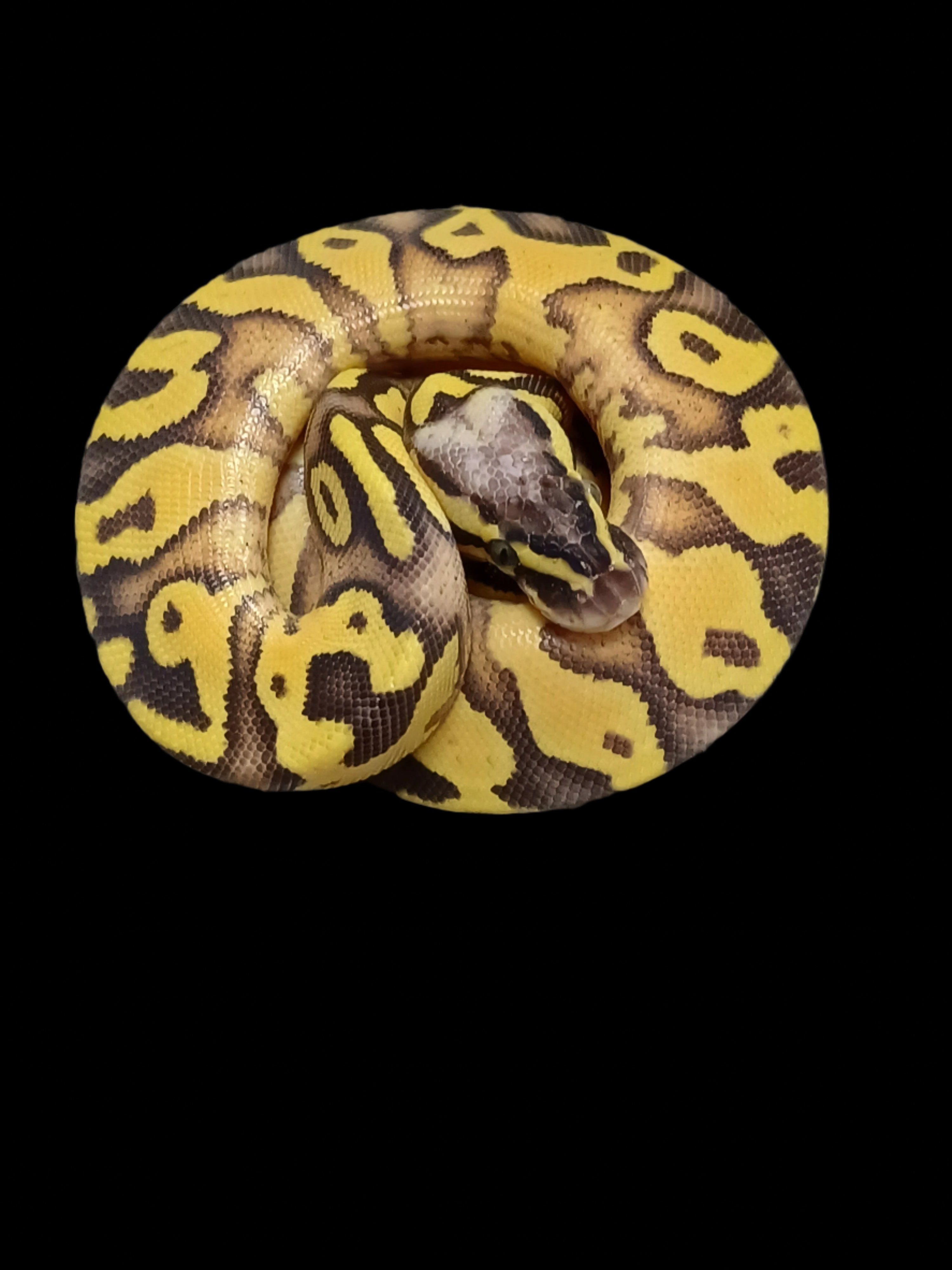 Ball Python (Super Pastel Enchi YB Het Pied)